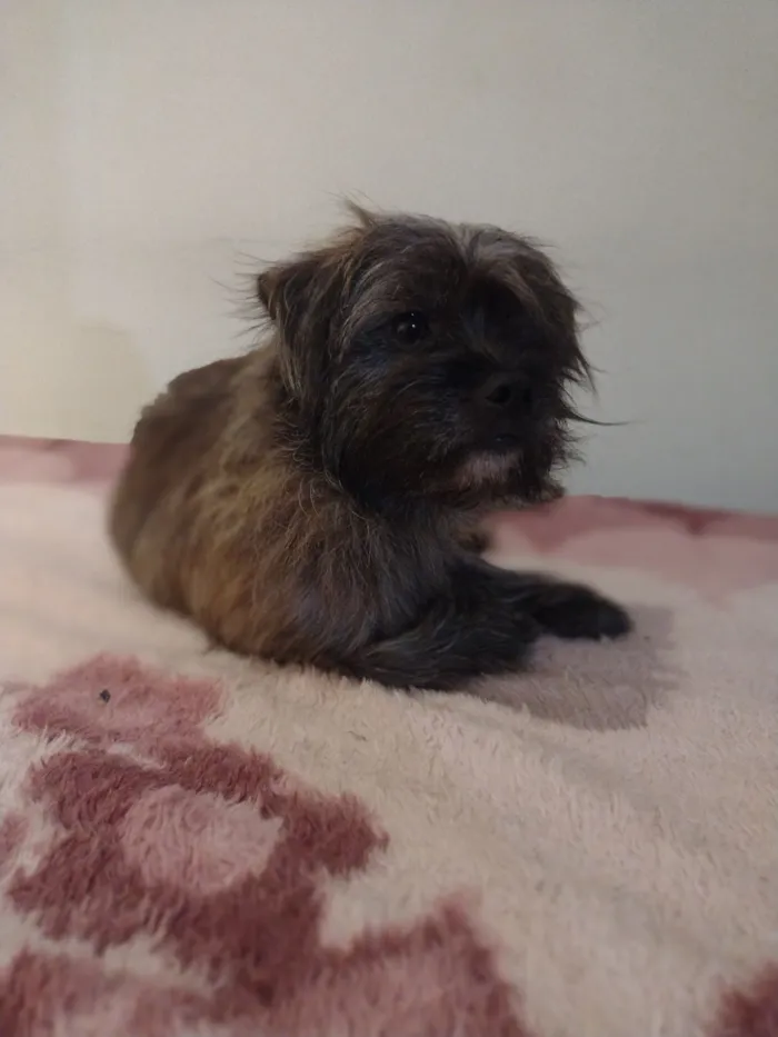 Cachorro raça SRD-ViraLata idade 3 anos nome Lobinho