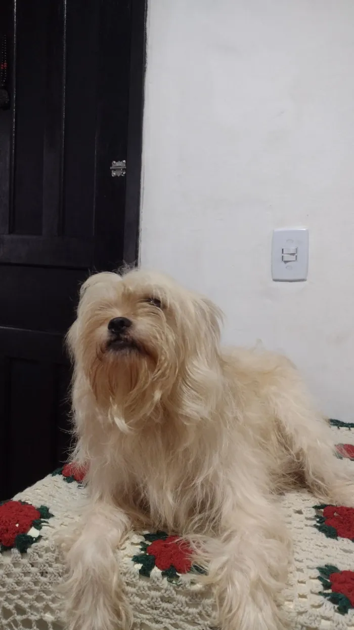 Cachorro raça SRD-ViraLata idade 3 anos nome Pernudo