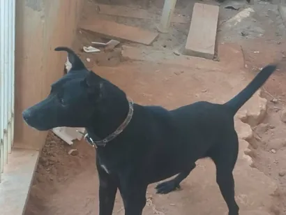 Cachorro raça SRD-ViraLata idade 2 anos nome MAX