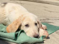 Cachorro raça Labrador idade 2 a 6 meses nome Noelle