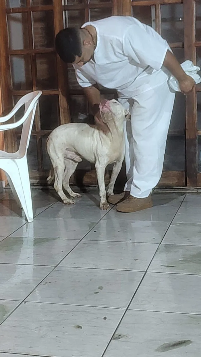Cachorro raça Pit-Bull idade 5 anos nome Ragnar 