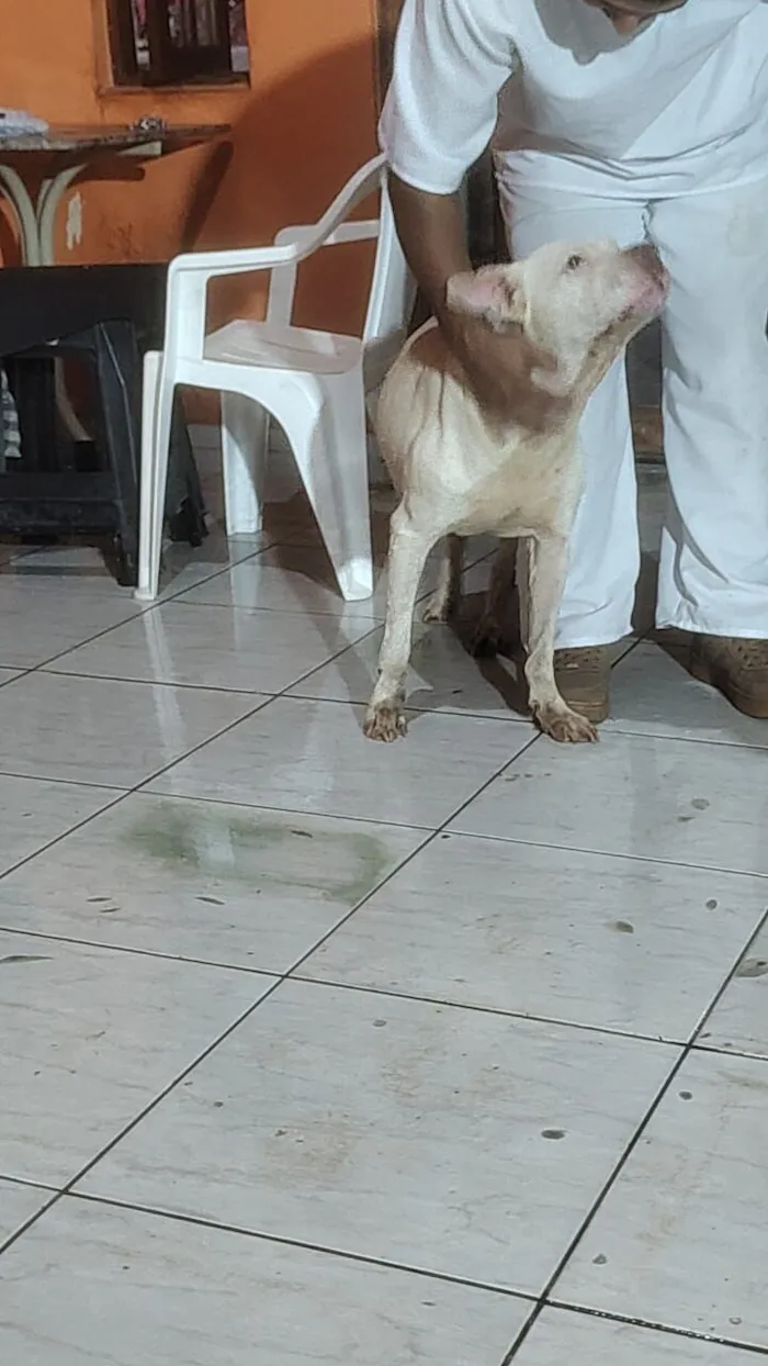 Cachorro raça Pit-Bull idade 5 anos nome Ragnar 