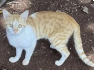 Gato raça SRD-ViraLata idade 2 anos nome ……O nome ? Você  escolhe….