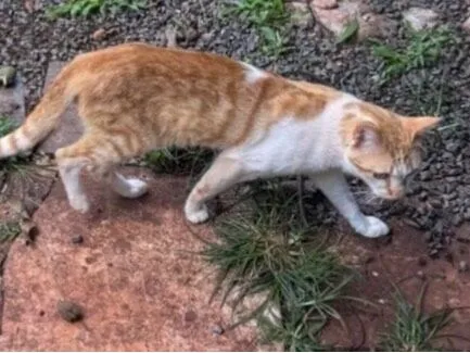 Gato raça SRD-ViraLata idade 2 anos nome ……O nome ? Você  escolhe….