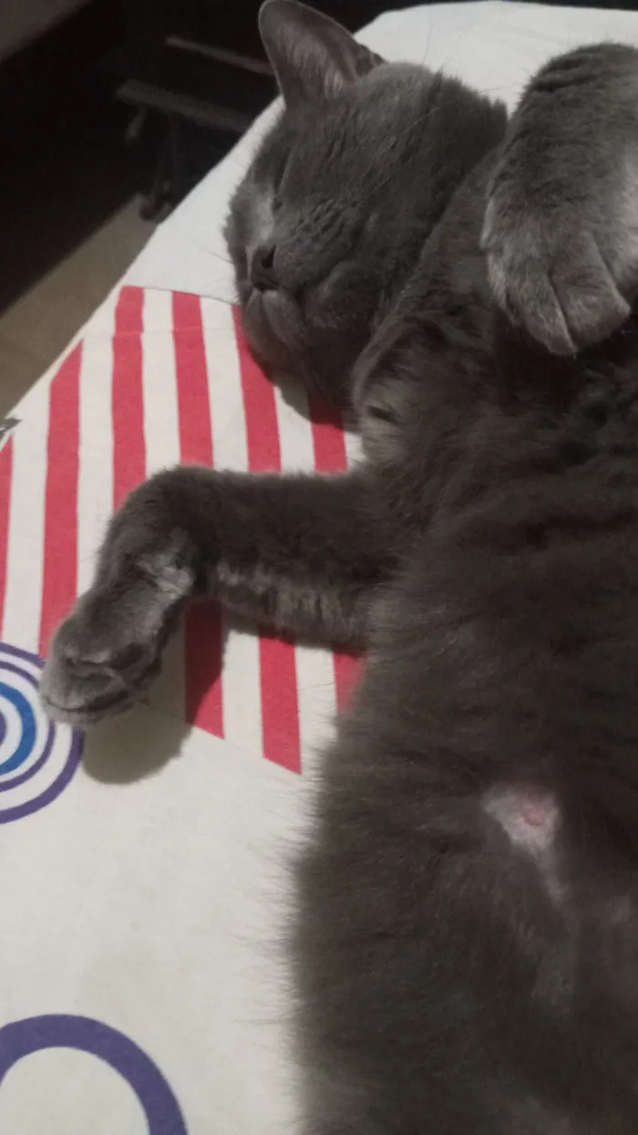 Gato raça Vl idade 4 anos nome Siamês