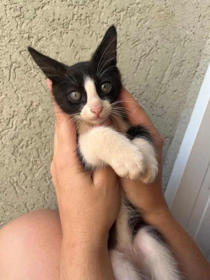 Gato raça SRD-ViraLata idade 2 a 6 meses nome Mayara