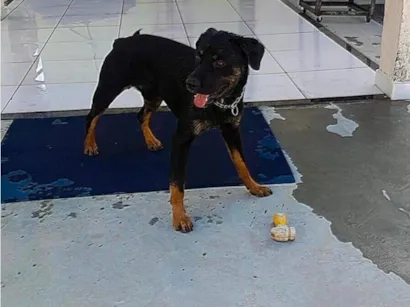 Cachorro raça SRD-ViraLata idade 2 anos nome Burk 