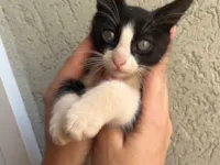 Gato raça SRD-ViraLata idade 2 a 6 meses nome Mayara