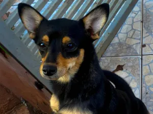 Cachorro raça SRD-ViraLata idade 4 anos nome Amora