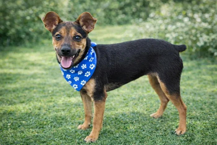 Cachorro raça SRD-ViraLata idade 2 a 6 meses nome Pitiko