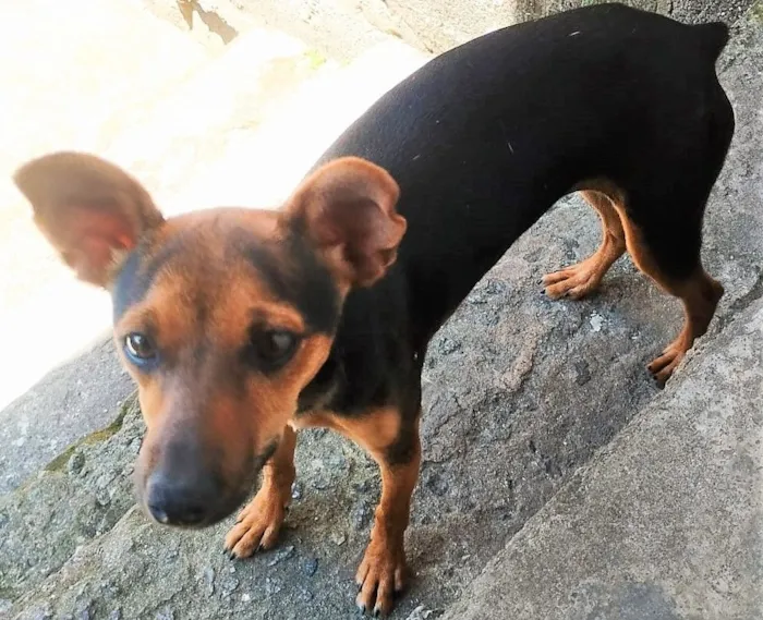 Cachorro raça SRD-ViraLata idade 2 a 6 meses nome Pitiko