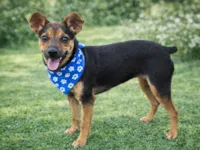 Cachorro raça SRD-ViraLata idade 2 a 6 meses nome Pitiko