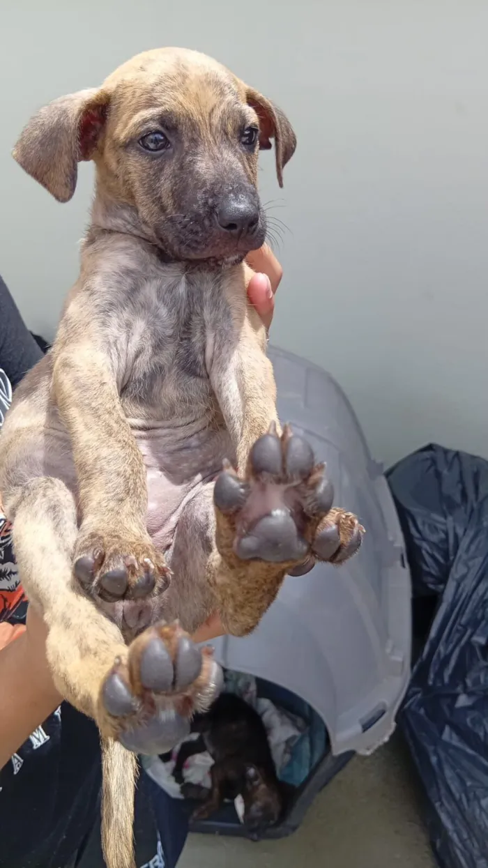 Cachorro raça SRD-ViraLata idade Abaixo de 2 meses nome kakal