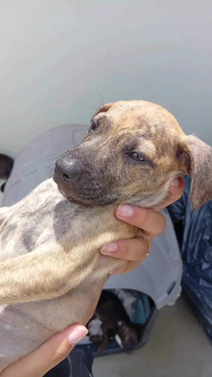 Cachorro raça SRD-ViraLata idade Abaixo de 2 meses nome kakal