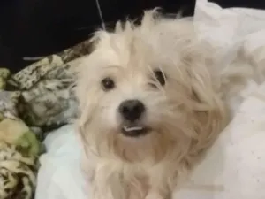 Cachorro raça SRD-ViraLata idade 3 anos nome Zingo