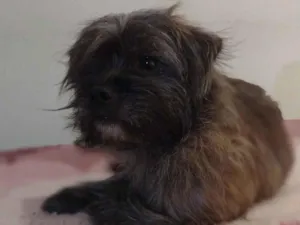 Cachorro raça SRD-ViraLata idade 3 anos nome Lobinho