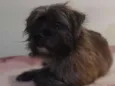 Cachorro raça SRD-ViraLata idade 3 anos nome Lobinho