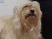 Cachorro raça SRD-ViraLata idade 3 anos nome Pernudo