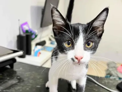 Gato raça SRD-ViraLata idade Abaixo de 2 meses nome Sem nome. 