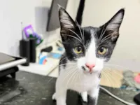 Gato raça SRD-ViraLata idade Abaixo de 2 meses nome Sem nome. 