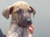 Cachorro raça SRD-ViraLata idade Abaixo de 2 meses nome kakal