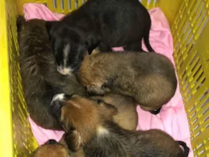 Filhos, da nossa cachorrinha princesa 