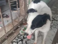 Cachorro raça SRD-ViraLata idade 2 a 6 meses nome Mavie