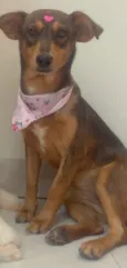 Cachorro raça SRD-ViraLata idade 7 a 11 meses nome Charlotte 