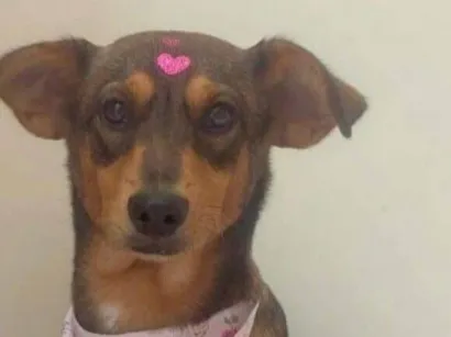 Cachorro raça SRD-ViraLata idade 7 a 11 meses nome Charlotte 