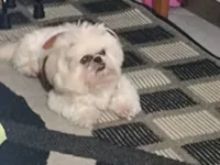 Cachorro raça Lhasa Apso idade 6 ou mais anos nome Melissa