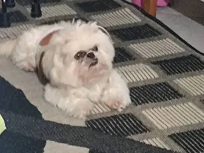 Cachorro raça Lhasa Apso idade 6 ou mais anos nome Melissa