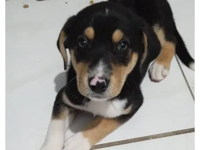 Cachorro raça SRD-ViraLata idade Abaixo de 2 meses nome Polo