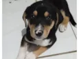 Cachorro raça SRD-ViraLata idade Abaixo de 2 meses nome Polo