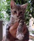 Gato raça SRD-ViraLata idade Abaixo de 2 meses nome Sem nome