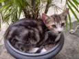 Gato raça SRD-ViraLata idade Abaixo de 2 meses nome Sem nome