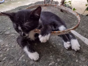 Gato raça SRD-ViraLata idade Abaixo de 2 meses nome Sem nome