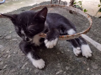 Gato raça SRD-ViraLata idade Abaixo de 2 meses nome Sem nome