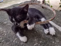 Gato raça SRD-ViraLata idade Abaixo de 2 meses nome Sem nome