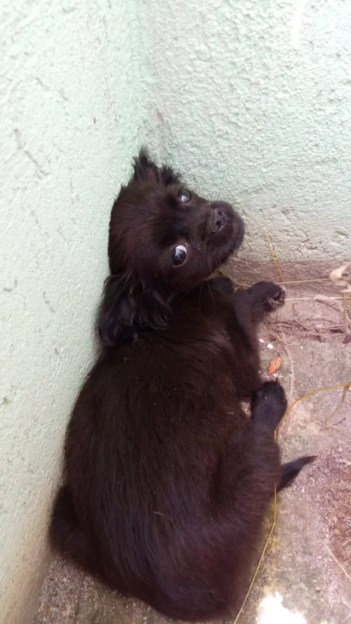 Cachorro raça SRD-ViraLata idade 2 a 6 meses nome A denifinir