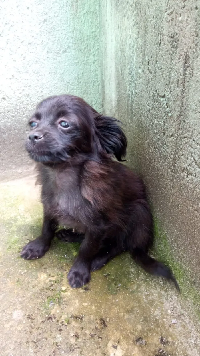 Cachorro raça SRD-ViraLata idade 2 a 6 meses nome A denifinir