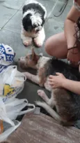 Cachorro raça SRD-ViraLata idade 2 anos nome SEM NOME