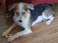 Cachorro raça SRD-ViraLata idade 2 anos nome SEM NOME