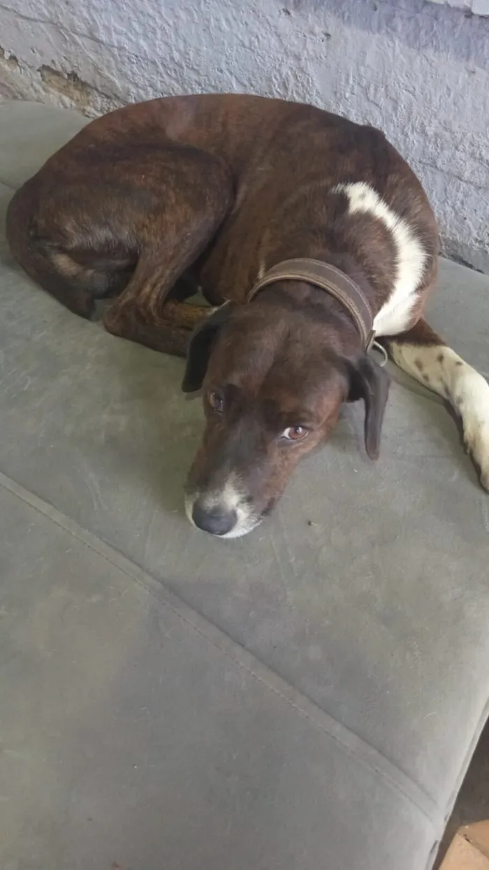 Cachorro raça SRD-ViraLata idade 6 ou mais anos nome Não 