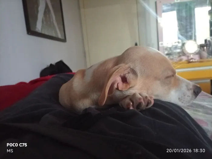 Cachorro raça SRD-ViraLata idade 2 a 6 meses nome Pitoco