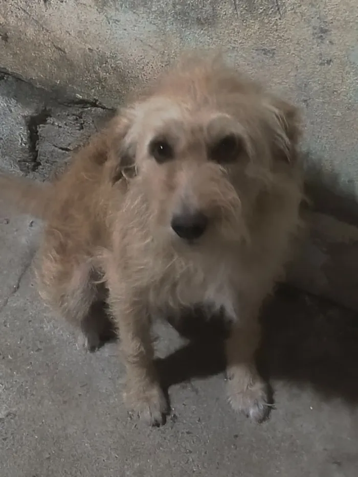 Cachorro raça SRD-ViraLata idade 3 anos nome Olaf 