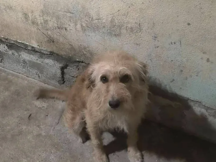 Cachorro raça SRD-ViraLata idade 3 anos nome Olaf 
