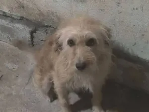 Cachorro raça SRD-ViraLata idade 3 anos nome Olaf 