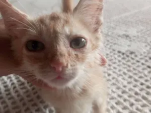 Gato raça SRD-ViraLata idade 2 a 6 meses nome Laranjinha 