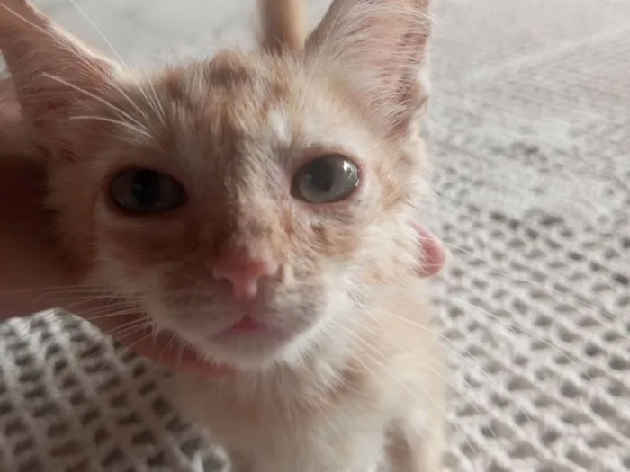 Gato raça SRD-ViraLata idade 2 a 6 meses nome Laranjinha 