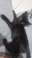 Gato raça SRD-ViraLata idade Abaixo de 2 meses nome ainda não tem nome